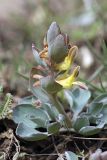 genus Corydalis