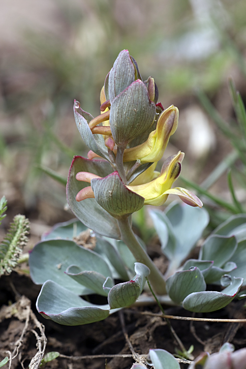 Image of genus Corydalis specimen.