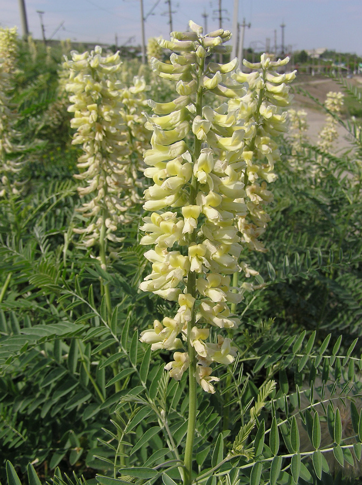 Image of Pseudosophora alopecuroides specimen.