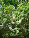 Deutzia scabra