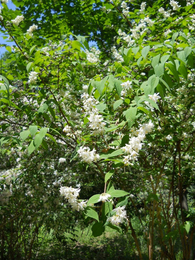 Изображение особи Deutzia scabra.