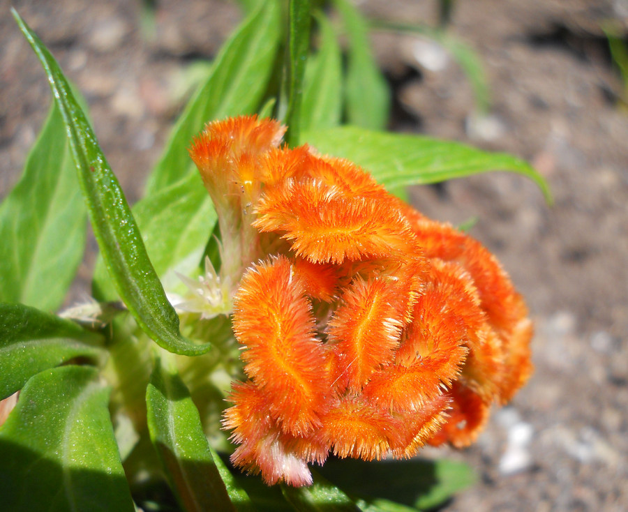 Изображение особи Celosia cristata.