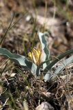 Tulipa lemmersii. Отцветающее растение. Южный Казахстан, горы Каракус; высота 980 м н.у.м. 20.04.2012.