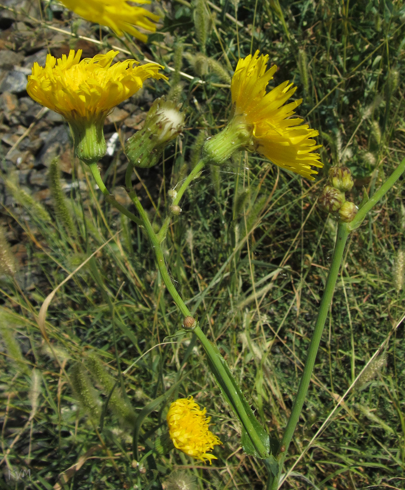 Изображение особи Sonchus arvensis.