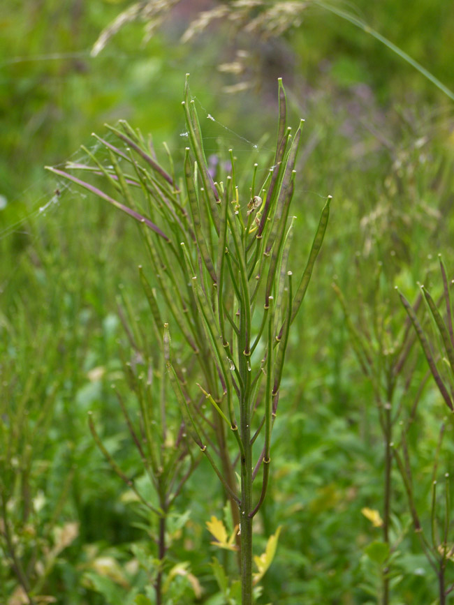 Image of Cardamine iliciana specimen.