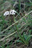 Valeriana chionophila. Цветущее растение. Узбекистан, Ташкентская обл., хр. Каржантау, ущ. Каракиясая. 04.04.2009.