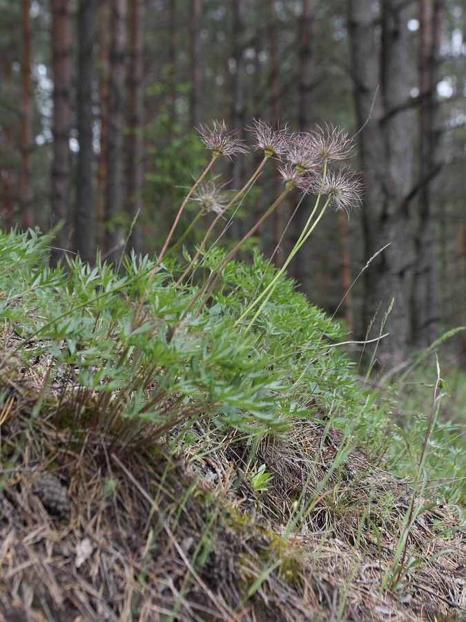 Изображение особи Pulsatilla patens.