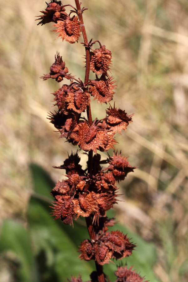 Изображение особи Rumex chalepensis.