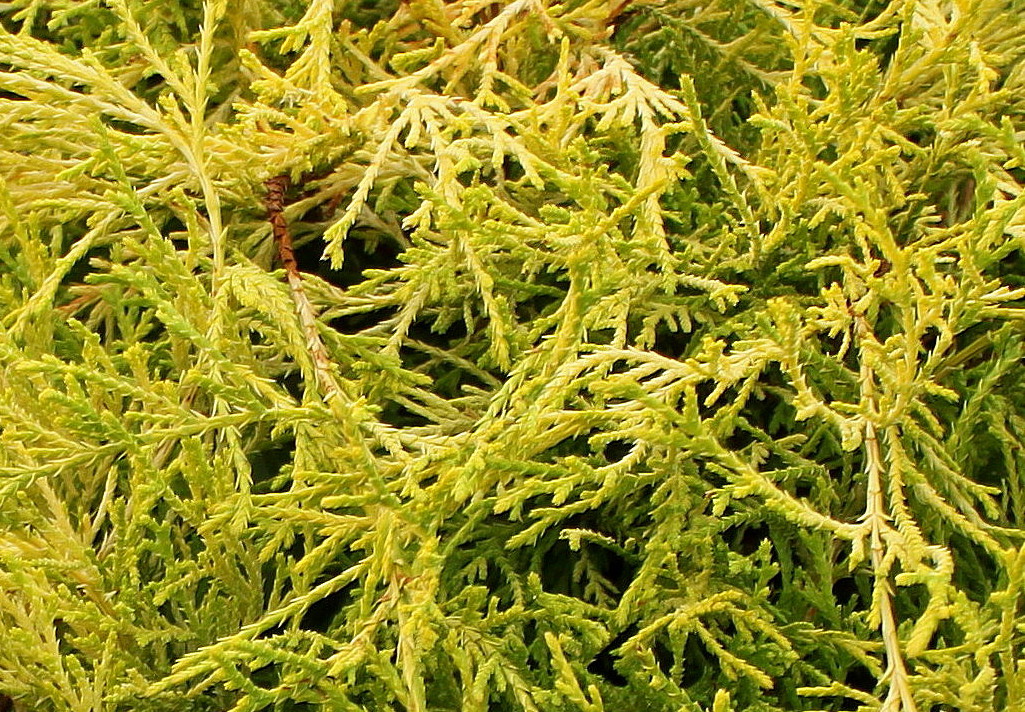 Изображение особи Juniperus &times; pfitzeriana.