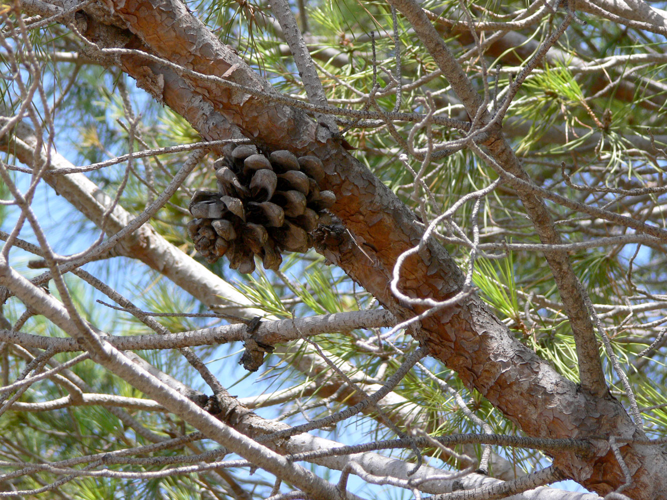 Изображение особи Pinus pinea.