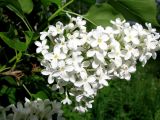 Syringa vulgaris. Соцветие (белоцветковая форма). Ярославская обл., Некоузский р-н, дер. Рогопивец, у заброшенного дома. 31.05.2012.