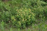 Astragalus frigidus. Цветущее растение. Мурманская обл., Мончегорский городской округ, 3 км Ю-З села Имандра, обочина лесной дороги близ оз. Имандра. 05.07.2010.