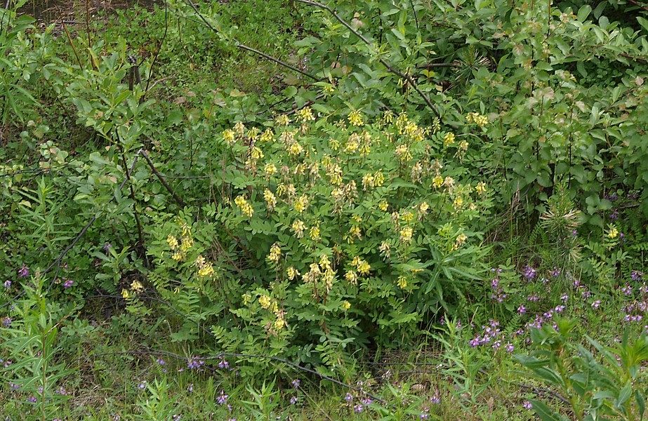 Изображение особи Astragalus frigidus.