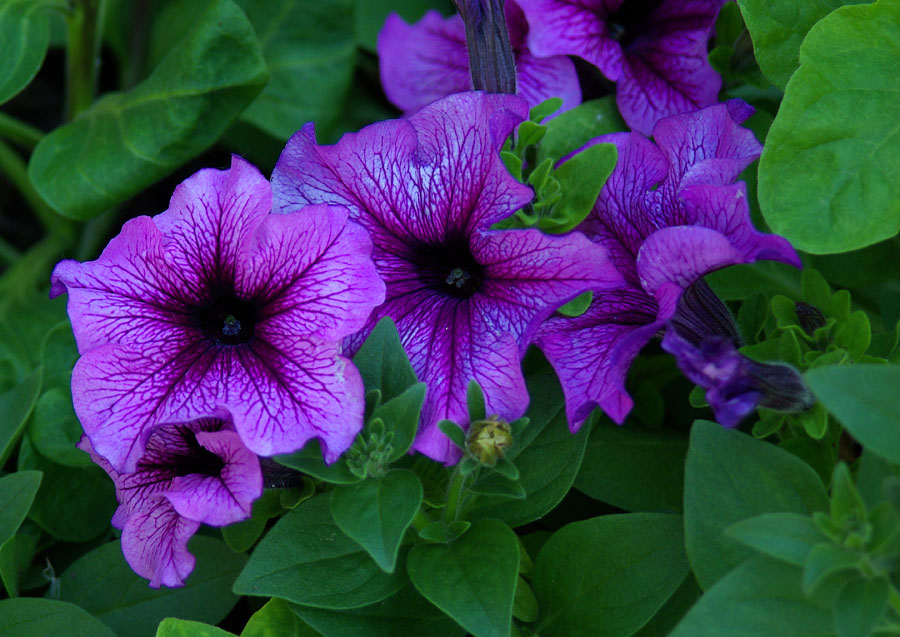 Изображение особи Petunia &times; atkinsiana.