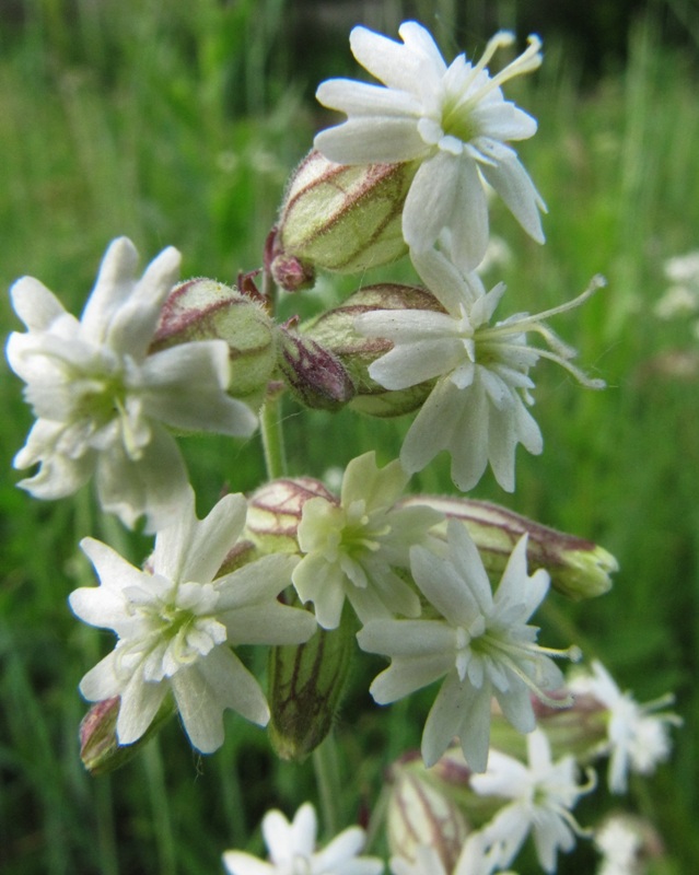 Image of Silene amoena specimen.