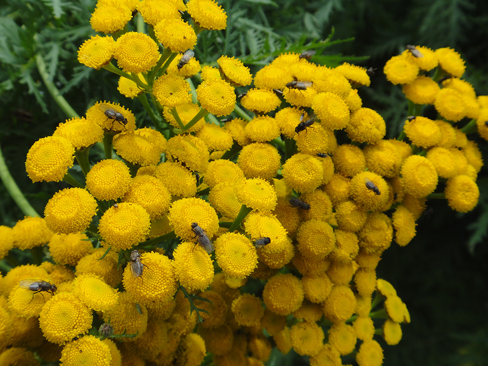 Image of Tanacetum boreale specimen.