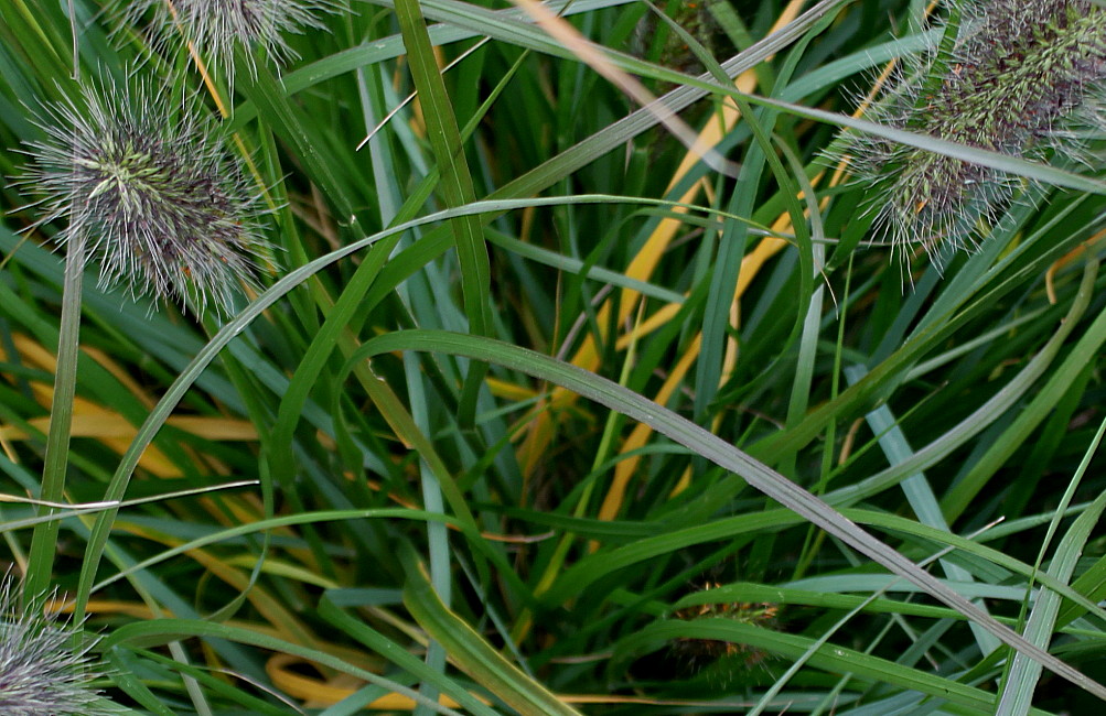 Изображение особи Pennisetum alopecuroides.