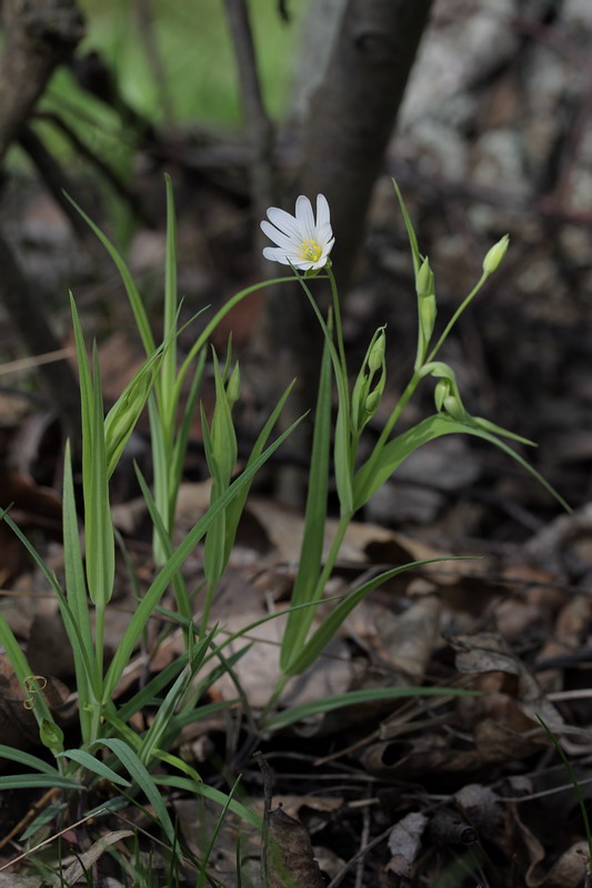 Image of Stellaria holostea specimen.