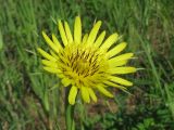 Tragopogon dubius подвид major. Соцветие. Украина, Запорожье, возле Прибрежной магистрали. 19.05.2009.