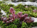 Sedum pallidum