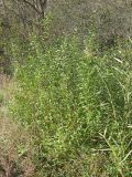 Salix &times; alopecuroides