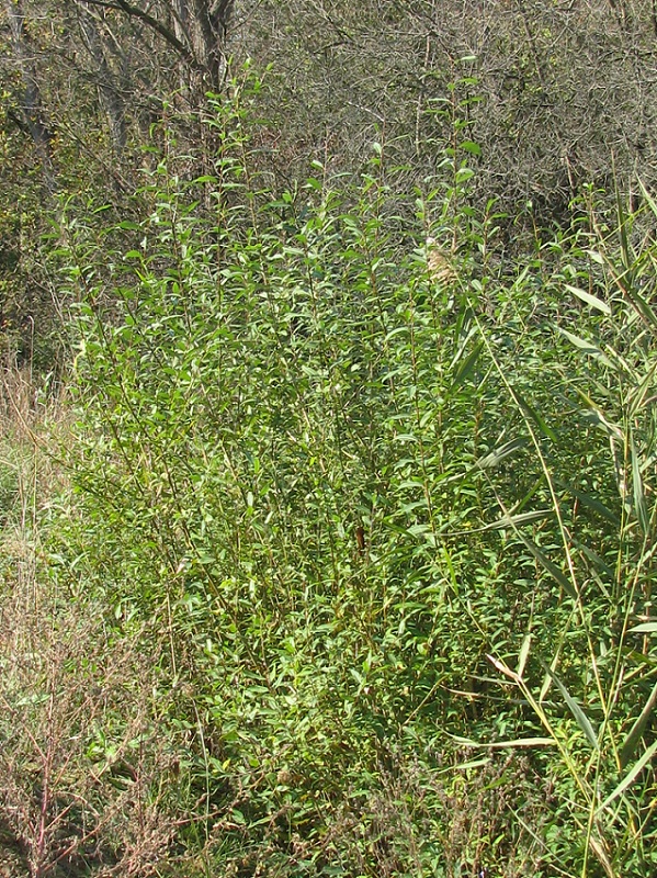 Image of Salix × alopecuroides specimen.