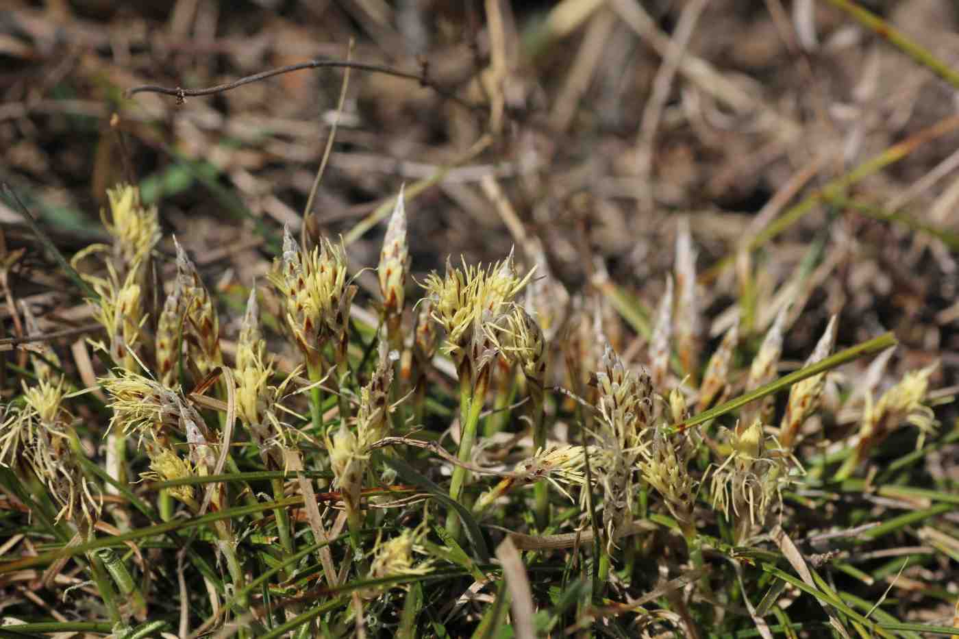 Image of genus Carex specimen.