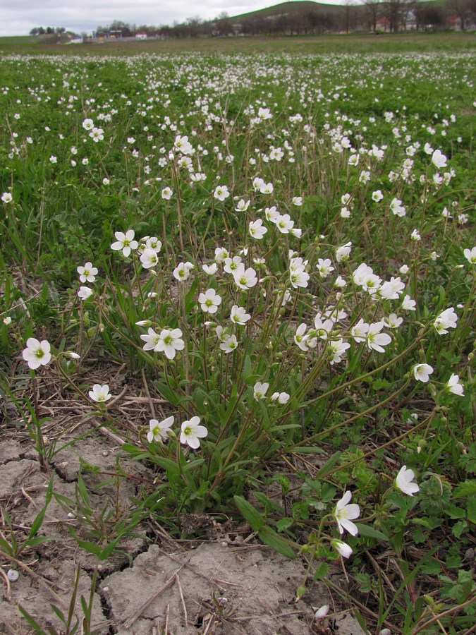 Image of Holosteum glutinosum ssp. liniflorum specimen.
