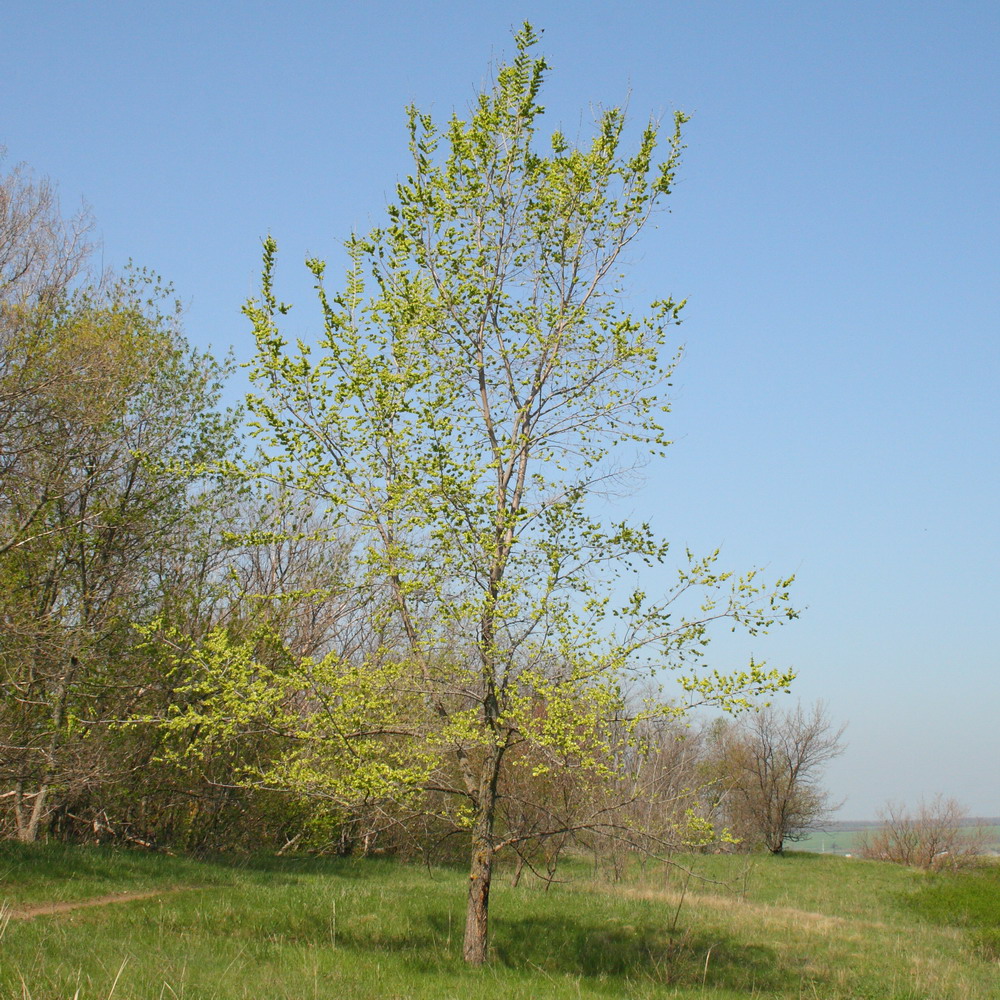 Изображение особи Ulmus pumila.