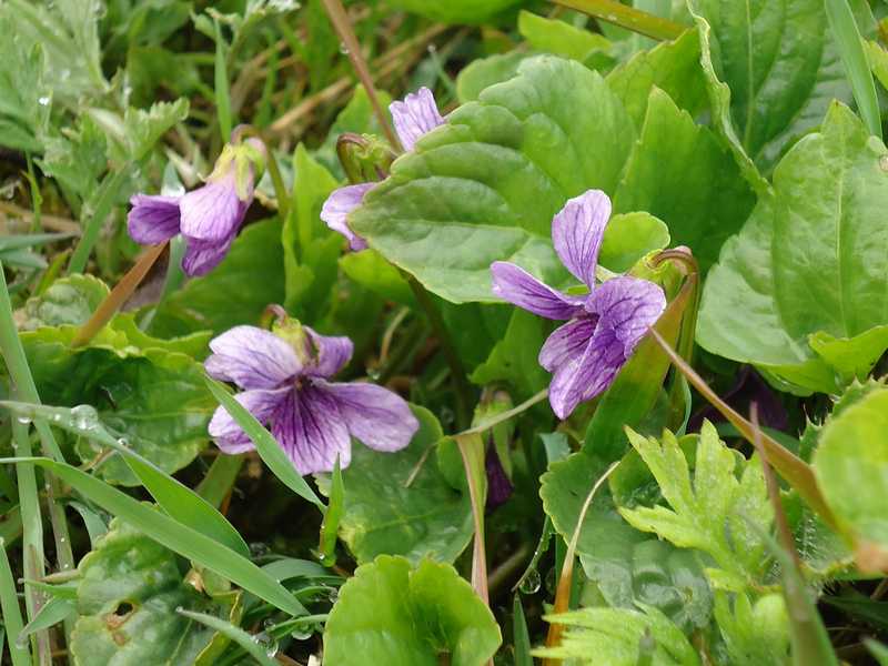 Image of Viola kamtschadalorum specimen.