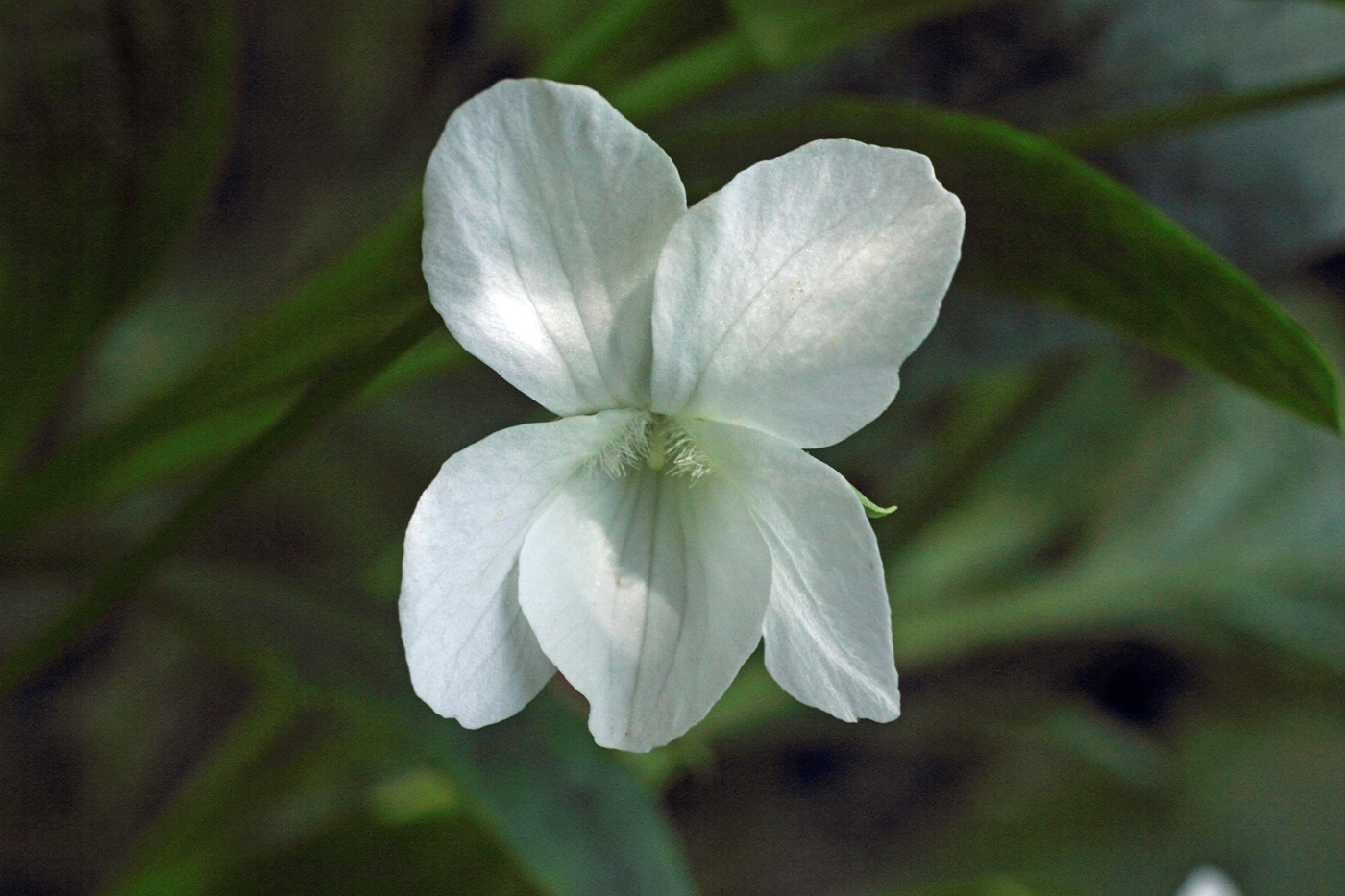 Image of Viola pumila specimen.