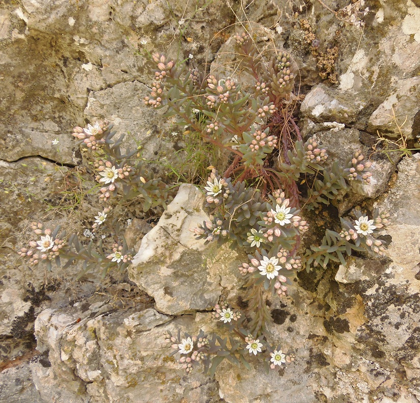 Image of Sedum hispanicum specimen.