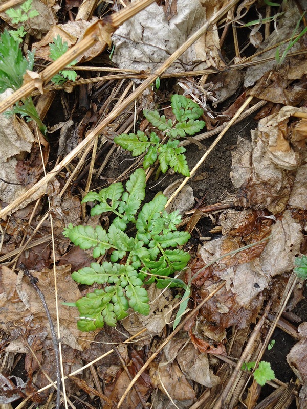 Изображение особи Botrychium robustum.