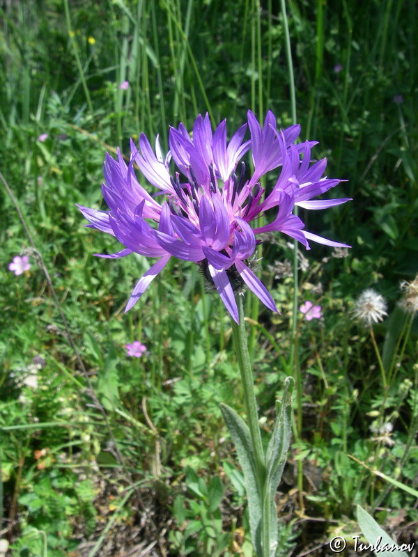 Image of Centaurea fuscomarginata specimen.