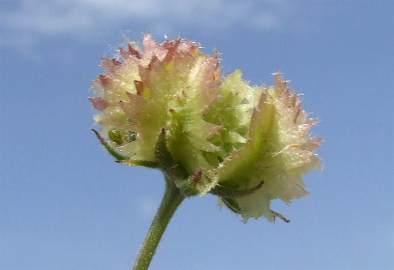 Image of Calendula persica specimen.