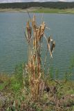 род Triticum. Плодоносящие растения. Крым, зап. берег Симферопольского вдхр. 20 июня 2013 г.