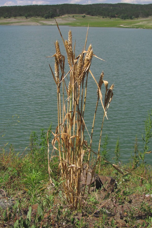 Image of genus Triticum specimen.