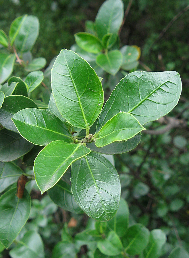 Image of Rhamnus alaternus specimen.