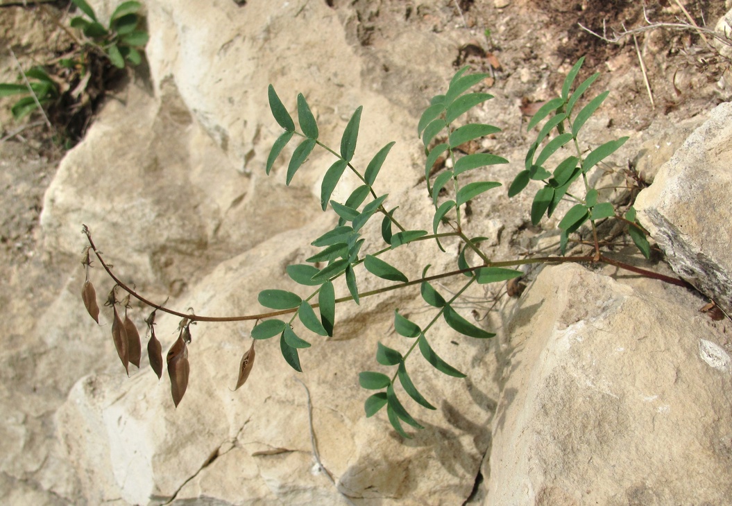 Изображение особи Astragalus gorczakovskii.