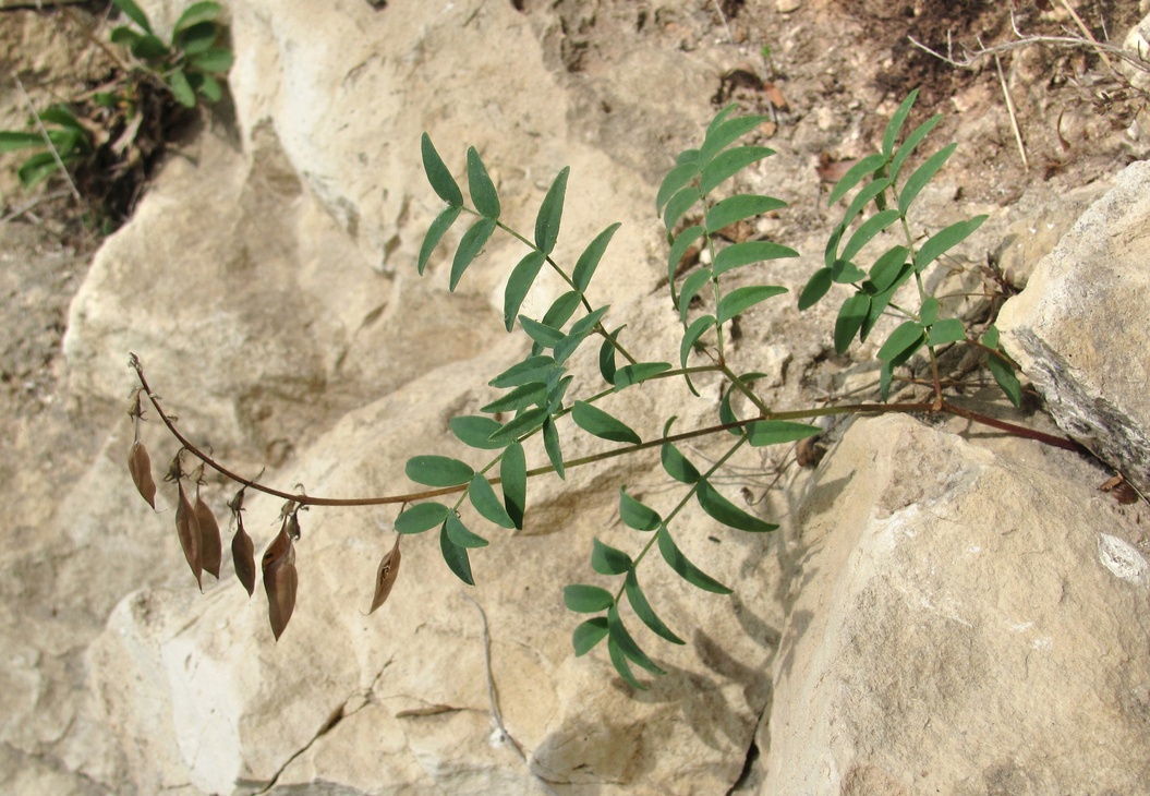 Image of Astragalus gorczakovskii specimen.