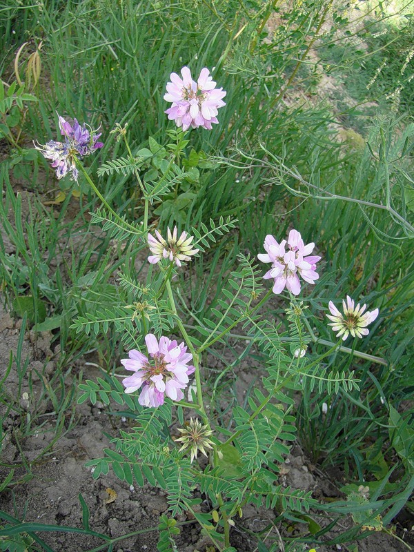 Image of Securigera varia specimen.