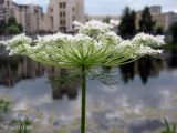 Daucus carota. Соцветие - сложный зонтик (вид сбоку). Украина, г. Киев, Южная Борщаговка, ул. Булгакова, берег пруда. 17 июля 2013 г.