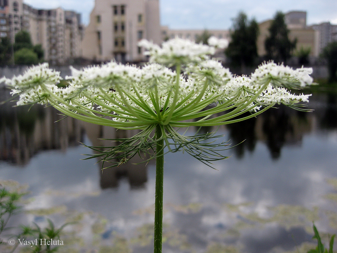 Изображение особи Daucus carota.