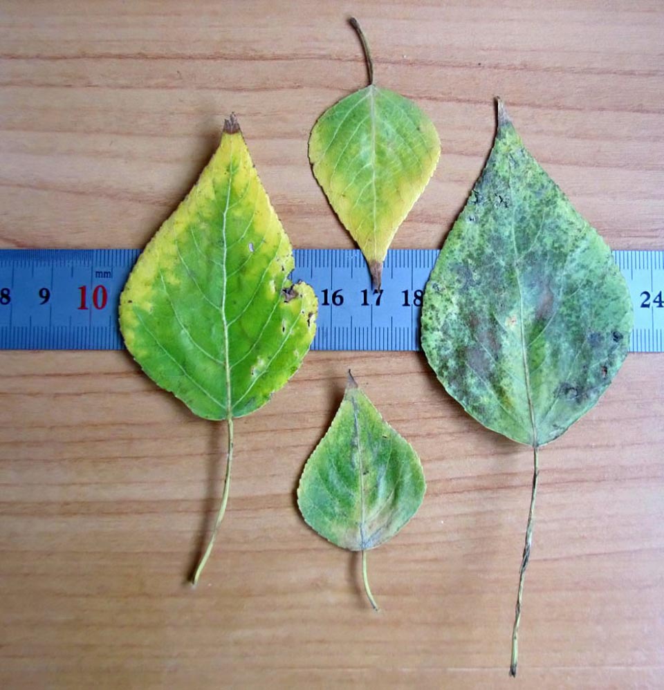 Изображение особи Populus &times; sibirica.
