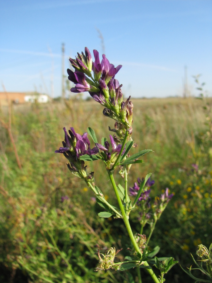 Изображение особи Medicago sativa.