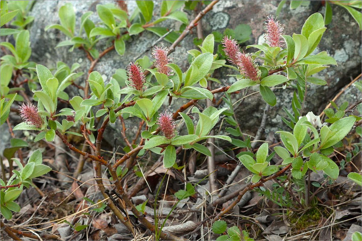 Изображение особи Salix glauca.