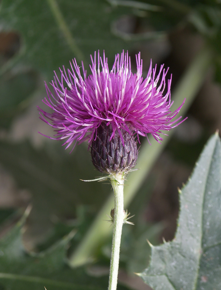 Изображение особи Cirsium uliginosum.