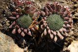 Orostachys spinosa. Растения на скалистом обрыве. Иркутская обл., Слюдянский р-н, окр. порта Байкал, берег оз. Байкал. 28.09.2013.