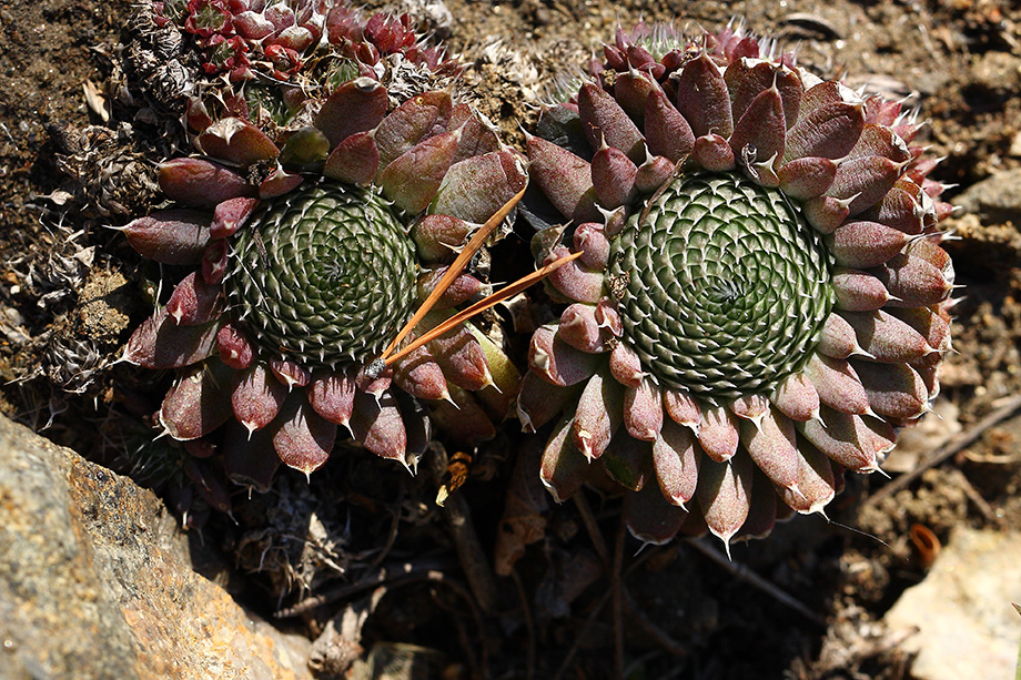 Image of Orostachys spinosa specimen.
