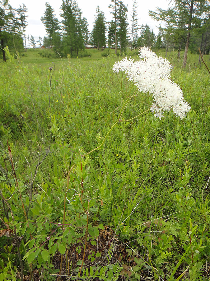 Изображение особи Thalictrum contortum.